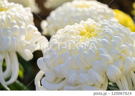 秋の風景 鮮やかに咲いた菊の花 山形県南陽市 秋の風景 鮮やかに咲いた菊の花 山形県南陽市 120067824