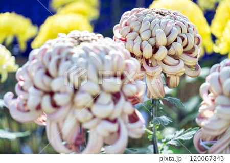秋の風景　鮮やかに咲いた菊の花　山形県南陽市 120067843