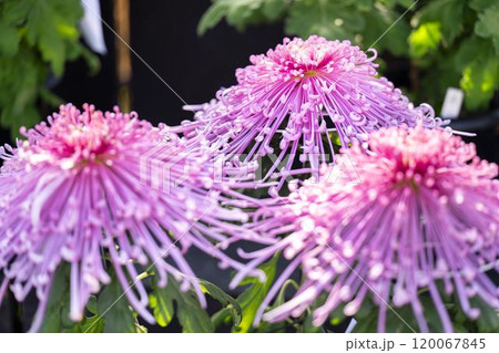 秋の風景　鮮やかに咲いた菊の花　山形県南陽市 120067845