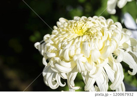 秋の風景　鮮やかに咲いた菊の花　山形県南陽市 120067932