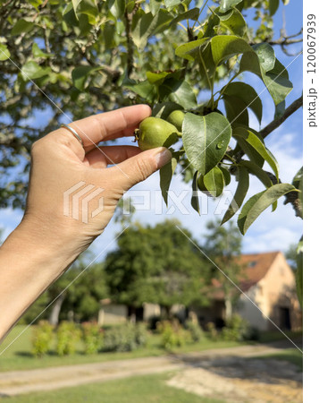 hand picks unripe pear fruits on tree hand picks unripe pear fruits on tree 120067939