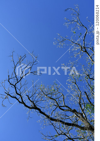 青空とニワウルシ 120068214