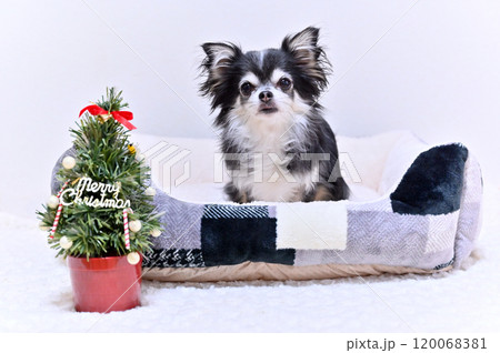 可愛いチワワのクリスマス 可愛いチワワのクリスマス 120068381