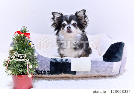 可愛いチワワのクリスマス 可愛いチワワのクリスマス 120068384