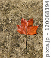 土の上に落ちた紅葉 120068394