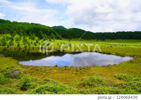 長野県　池の平湿原 120068430
