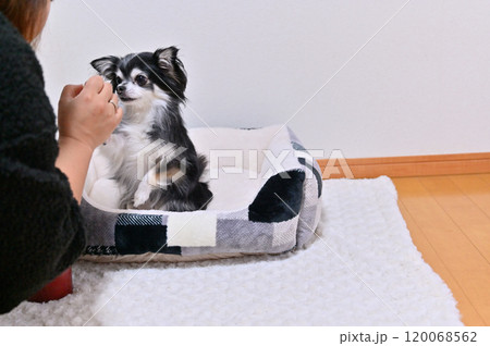 リビングで愛犬と遊ぶ女性 ロングコートチワワ リビングで愛犬と遊ぶ女性 ロングコートチワワ 120068562