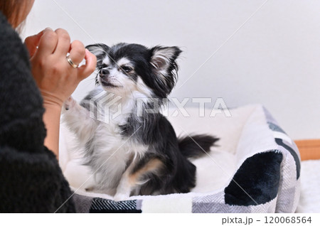 リビングで愛犬と遊ぶ女性 ロングコートチワワ リビングで愛犬と遊ぶ女性 ロングコートチワワ 120068564