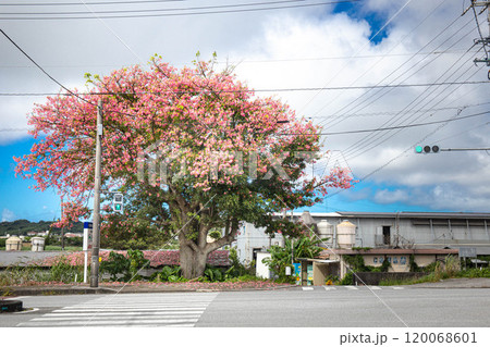 満開に咲くトックリキワタの花 満開に咲くトックリキワタの花 120068601