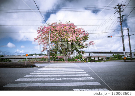 満開に咲くトックリキワタの花 120068603