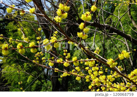 春の陽射しを浴びるアブラチャンの花 【相模原市津久井 3月】 春の陽射しを浴びるアブラチャンの花 【相模原市津久井 3月】 120068759