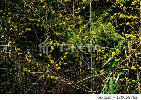 竹林に咲くアブラチャンの花　【相模原市津久井　3月】 120068762