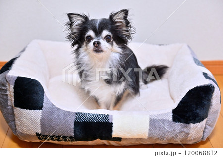 リビングでくつろぐ愛犬 ロングコートチワワ リビングでくつろぐ愛犬 ロングコートチワワ 120068812