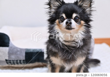 ストレスなくリビングで過ごす可愛いチワワ 120069056