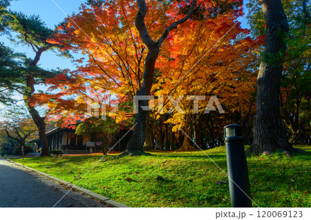 紅葉した楓の木 紅葉した楓の木 120069123