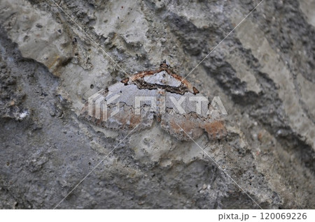 ニッコウナミシャク 120069226