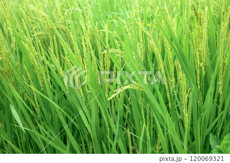 実をつけだす稲穂 120069321