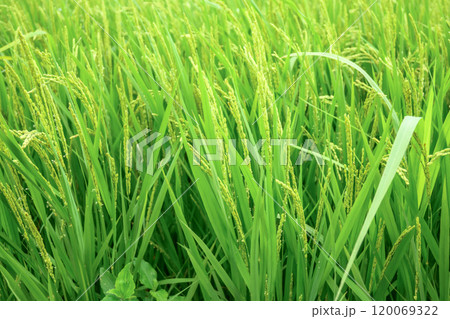 実をつけだす稲穂 120069322