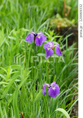 ノハナショウブ　紫色の花　5月 120069332