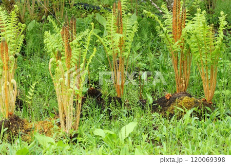 ゼンマイ 山野草 大きい 5月 ゼンマイ 山野草 大きい 5月 120069398