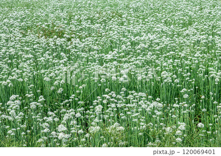 白い花をつけるニラ 120069401