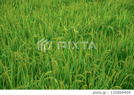 実をつけだす稲穂 実をつけだす稲穂 120069404