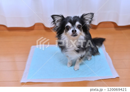 リビング 犬用トイレシーツ ロングコートチワワ リビング 犬用トイレシーツ ロングコートチワワ 120069421