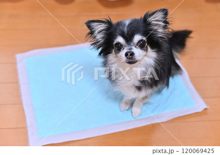 リビング 犬用トイレシーツ ロングコートチワワ リビング 犬用トイレシーツ ロングコートチワワ 120069425