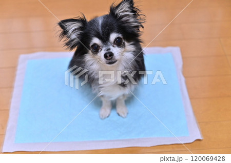 リビング　犬用トイレシーツ　ロングコートチワワ 120069428