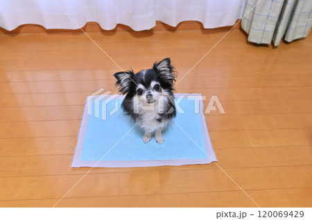 リビング　犬用トイレシーツ　ロングコートチワワ 120069429