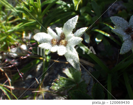 コマウスユキソウ（駒薄雪草） 120069430