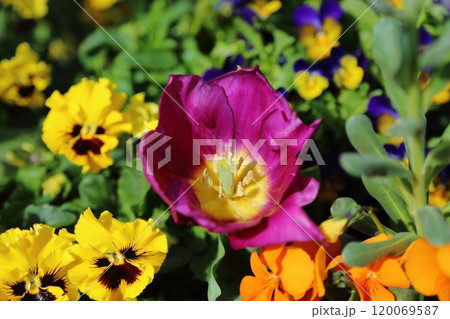 荒尾市　バラ園の花壇、 120069587