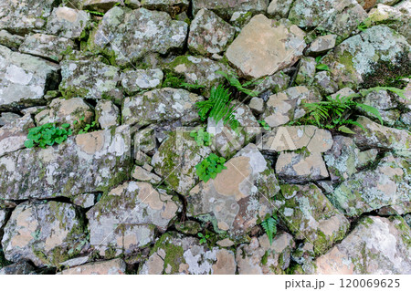 京都府亀岡市谷性寺(光秀寺)の石垣を撮影 京都府亀岡市谷性寺(光秀寺)の石垣を撮影 120069625