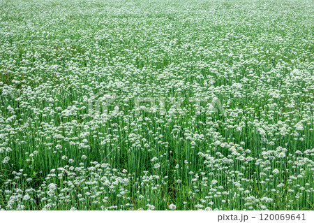 白い花をつけるニラ 120069641