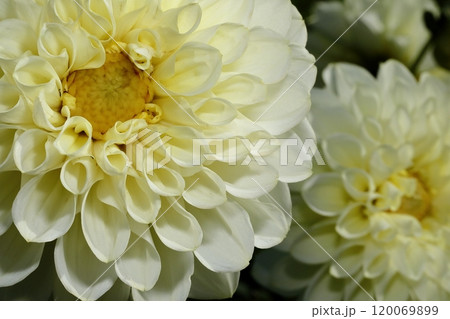 日本のダリア 120069899