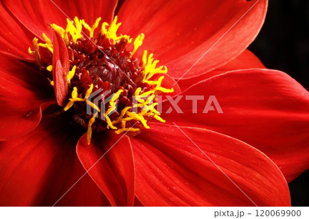 日本のダリア 120069900