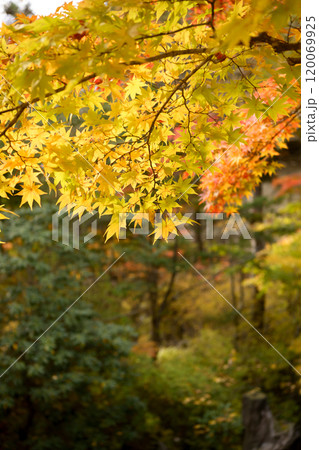 しっとりした紅葉（和風なトーン） 120069925