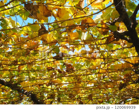 収穫が終わり、紅葉を迎えたブドウ園 120069939