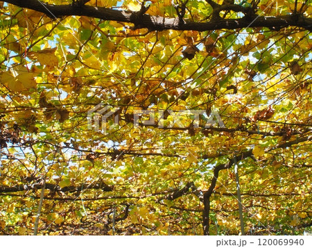収穫が終わり、紅葉を迎えたブドウ園 収穫が終わり、紅葉を迎えたブドウ園 120069940