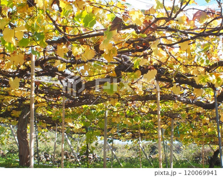 収穫が終わり、紅葉を迎えたブドウ園 120069941