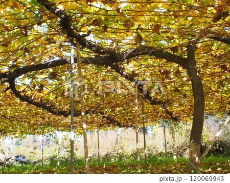 収穫が終わり、紅葉を迎えたブドウ園 120069943