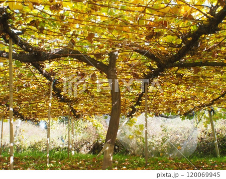 収穫が終わり、紅葉を迎えたブドウ園 120069945