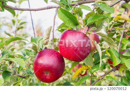 実った赤りんご　シナノほっぺ 120070012