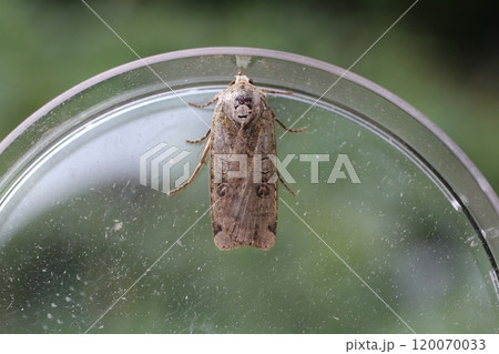 ハイイロキシタヤガ 120070033