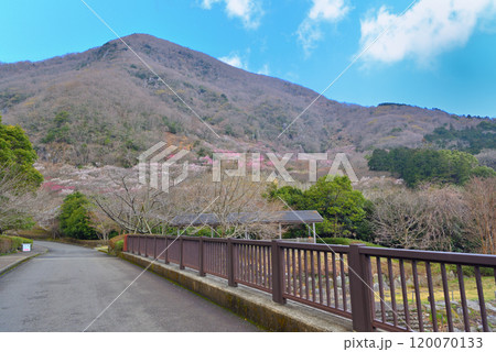 関東・湯河原梅林・梅の宴の幕山へ向かうイメージ・神奈川県湯河原町(1) 120070133