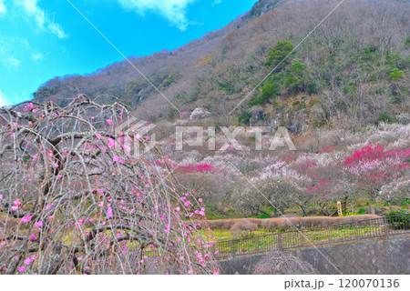 関東・湯河原梅林・梅の宴の広場から梅の花が満開の幕山を眺めるイメージ・神奈川県湯河原町(2) 120070136
