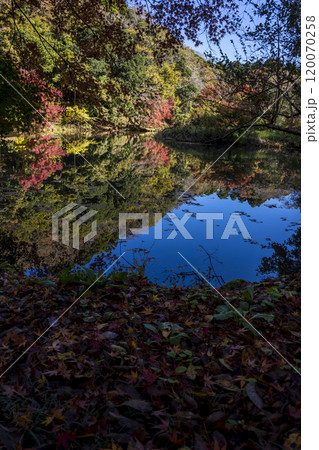＜千葉県＞泉自然公園の紅葉 120070258