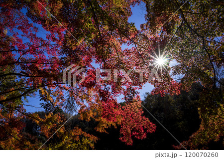 ＜千葉県＞泉自然公園の紅葉 120070260