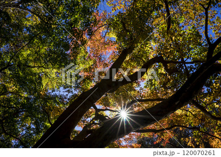 ＜千葉県＞泉自然公園の紅葉 120070261