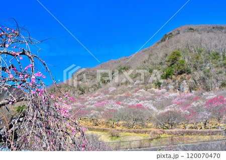 関東・湯河原梅林・梅の宴の広場から梅の花が満開の幕山を眺めるイメージ・神奈川県湯河原町(4) 120070470